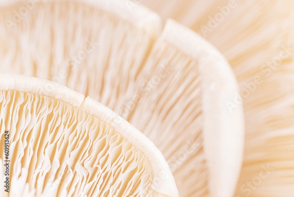 Obraz Mushroom texture pattern for design and decoration. Close up of mushroom gills. Abstract nature background. Mushrooms macro. Edible mushrooms texture. Oyster mushroom