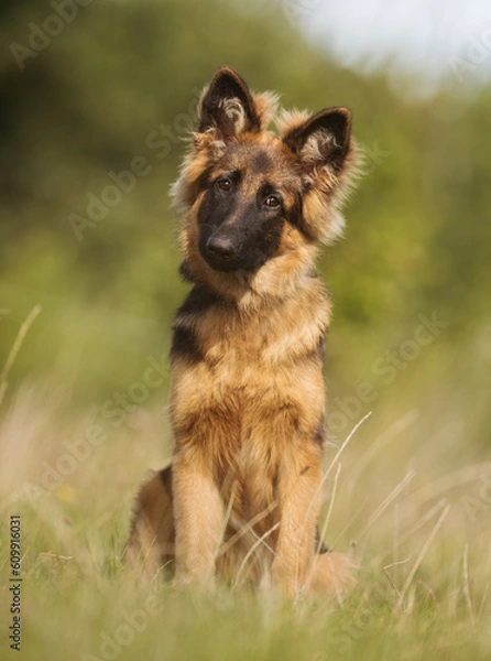 Obraz German Shepherd