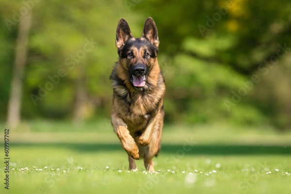 Fototapeta German Shepherd
