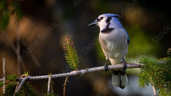 Obraz Blue Jay