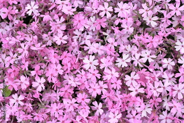Obraz 北海道、芝桜公園の風景