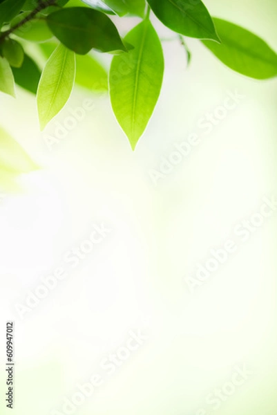 Fototapeta Beautiful nature view of green leaf on blurred greenery background in garden and sunlight with copy space using as background natural green plants landscape, ecology, fresh wallpaper concept.