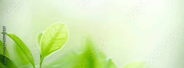 Fototapeta Beautiful nature view of green leaf on blurred greenery background in garden and sunlight with copy space using as background natural green plants landscape, ecology, fresh wallpaper concept.
