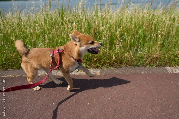 Obraz 可愛い柴犬の子犬