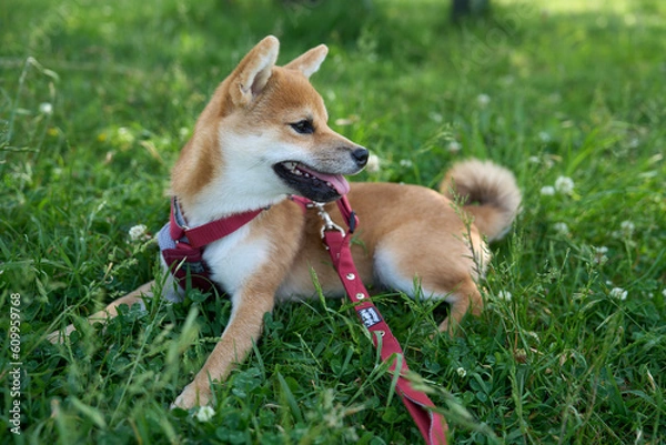 Obraz 可愛い柴犬の子犬