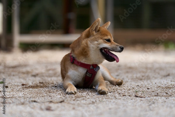 Obraz 可愛い柴犬の子犬