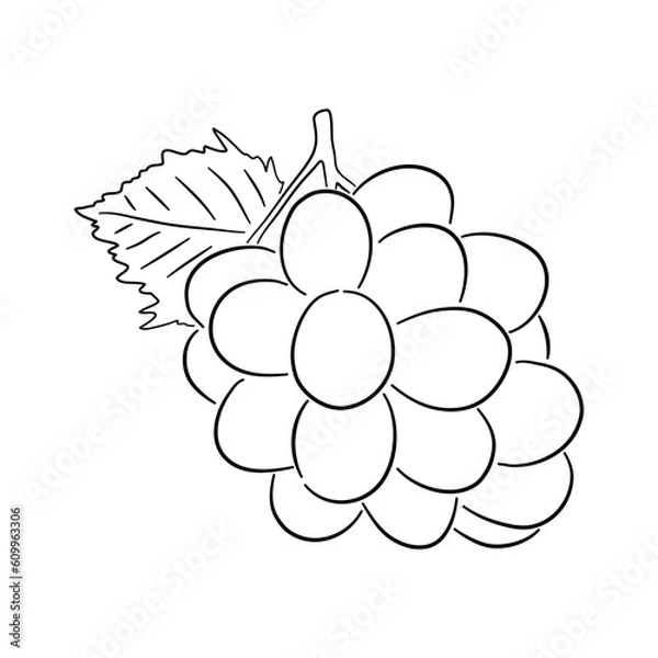 Obraz Grape. Hand drawn outline doodle icon. Transparent isolated on white background. Vector illustration.