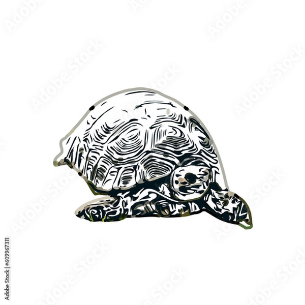 Fototapeta Color sketch of a freshwater turtle with transparent background