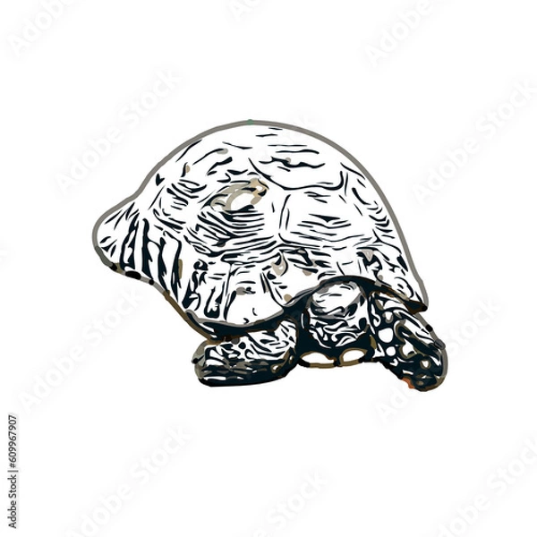 Obraz Color sketch of a freshwater turtle with transparent background