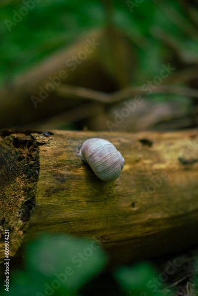 Fototapeta snail on a tree