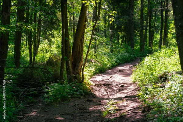 Fototapeta path in the forest