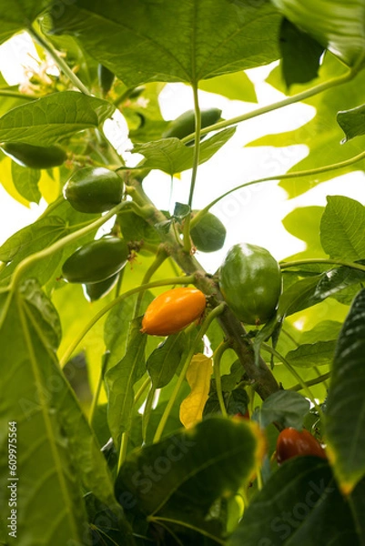 Fototapeta orange fruit on tree