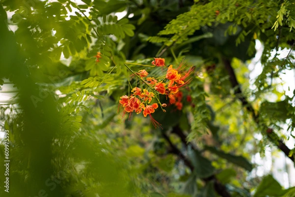 Obraz red and yellow