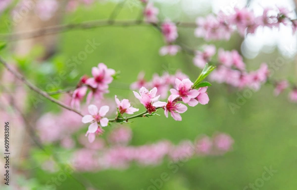 Fototapeta Charming almond blossom branch in spring in Borjomi, Georgia, closeup