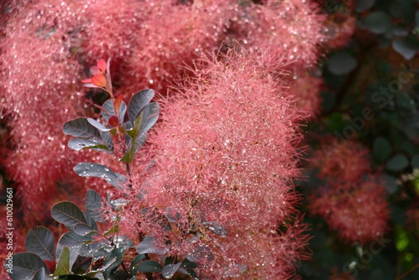 Fototapeta After a rain downy runaways cotinus were bent under weight of drops of water.