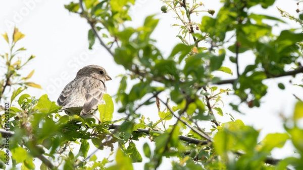 Obraz portrait corn bunting (Emberiza calandra)