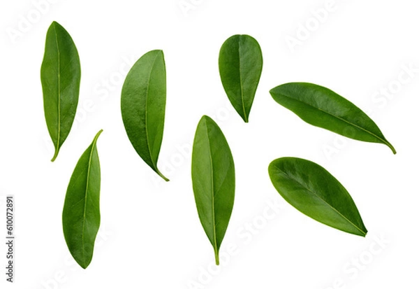 Fototapeta Fresh green leaves isolated on transparent background. Abstract leaf as an element for design.