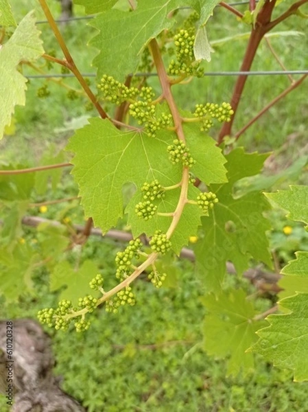 Obraz grapes on vine