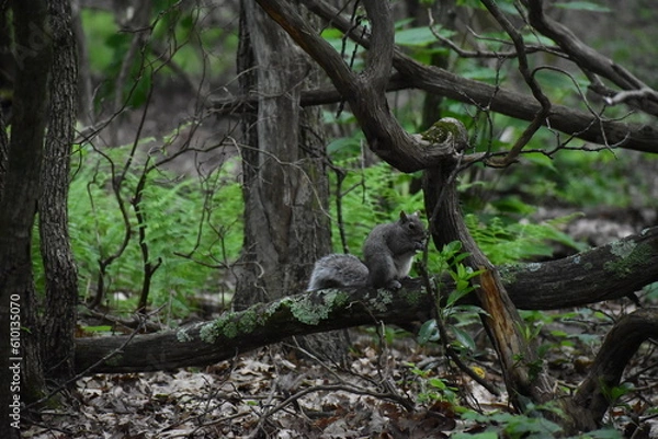 Obraz squirrel on tree