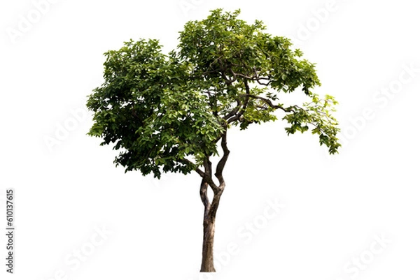 Fototapeta Isolated image of a tree on a png file at transparent background.