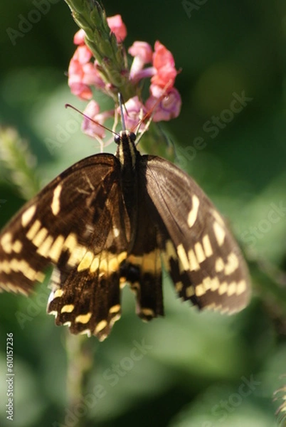Obraz Laurel Swallowtail