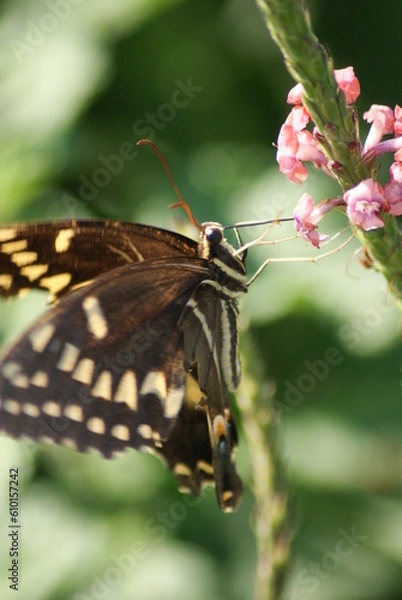 Obraz Laurel Swallowtail