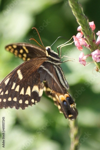 Obraz Laurel Swallowtail
