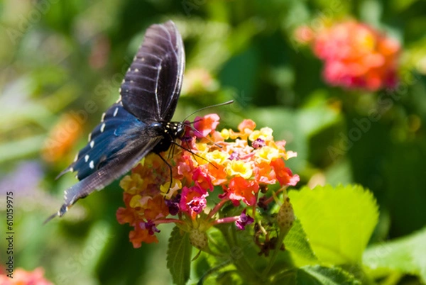 Obraz California pipevine swallowtail
