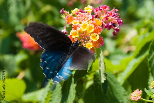 Obraz California pipevine swallowtail