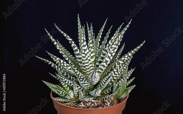 Fototapeta a small Haworthia attenuata plant in a four inch rust red colored pot on a black background