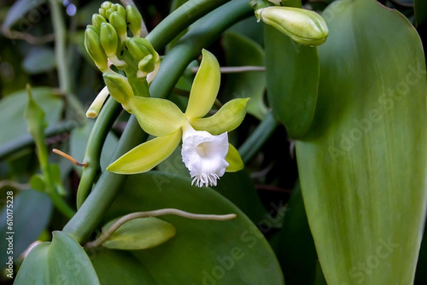 Fototapeta Vanilla flower on Tree
