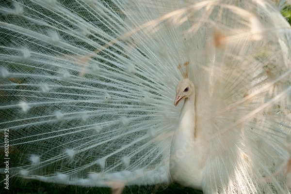 Obraz White peafowl (Pavo cristatus) beautiful