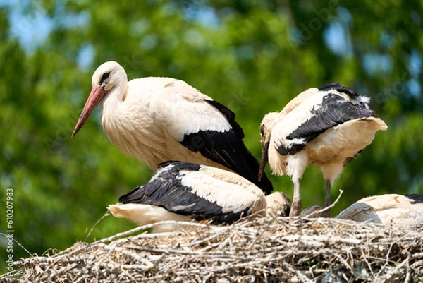 Obraz White stork (Ciconia ciconia) with offspring        