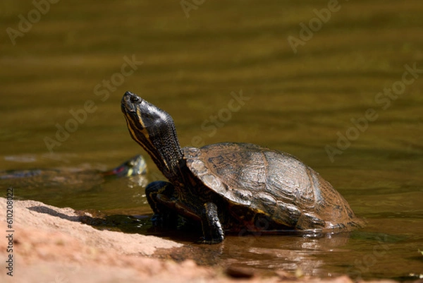 Obraz Red-eared slider or red-eared terrapin (Trachemys scripta elegans) couple