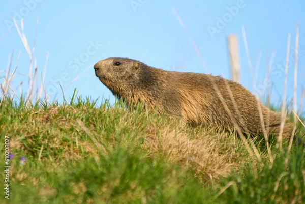 Obraz A alpine marmot (Marmota marmota)       