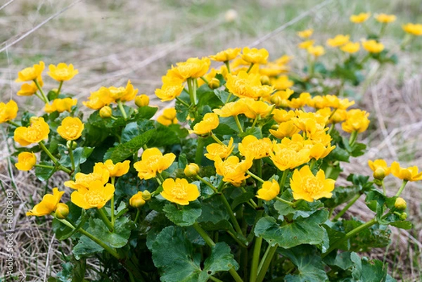 Obraz Caltha palustris, known as marsh-marigold and kingcup