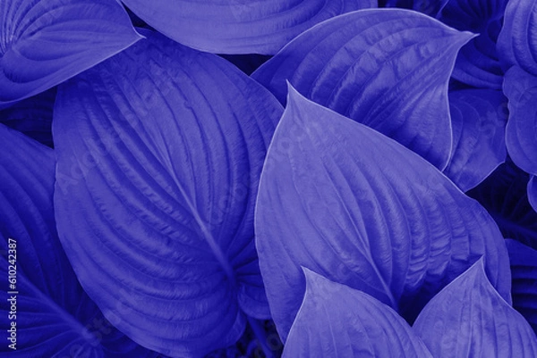 Fototapeta Background of blue tropical leaves out of focus, grain, noise, film effects, close-up with an empty space for text, copy space, modern style, abstraction, design element and decoration