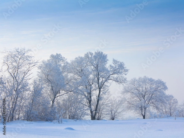 Fototapeta snow covered tree