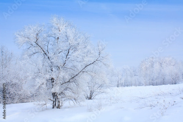 Fototapeta snow covered tree