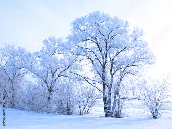 Fototapeta snow covered tree