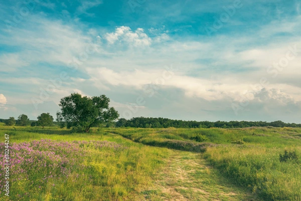 Fototapeta Summer on the plains and hills. Vegetation, flowers, a tree, a path and warm colors