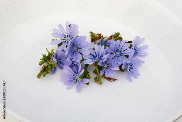 Fototapeta トレビスの花