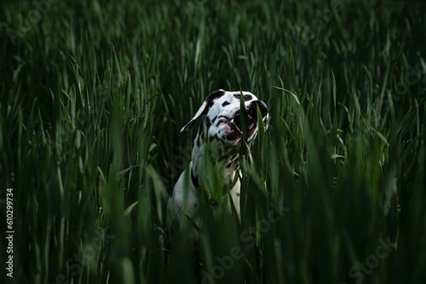 Fototapeta Junger Dalmatiner (Hund) in grünem Feld