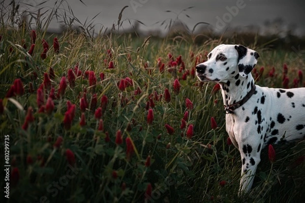 Obraz Dalmatiner vor roten Blumen