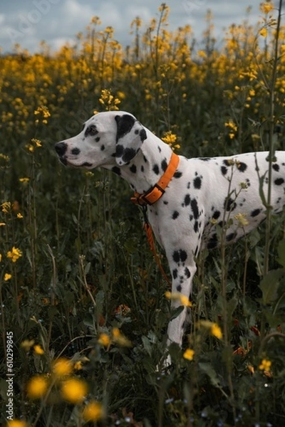 Fototapeta Dalmatiner (Hund) in Rapsfeld