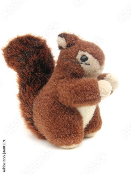 Obraz red squirrel