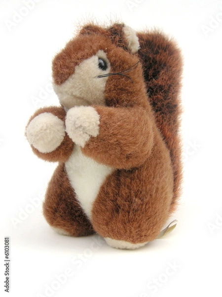 Obraz red squirrel