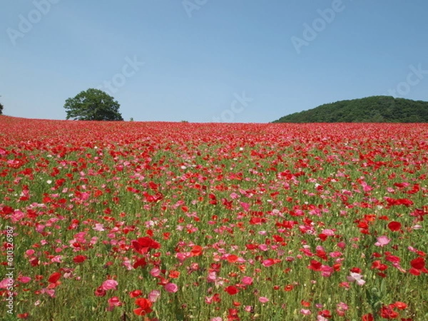 Obraz 天空のポピー風景