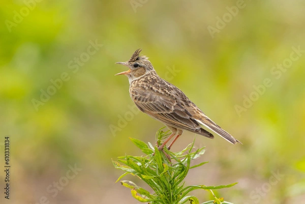 Fototapeta 草の上に立ち雌への囀りをするヒバリ