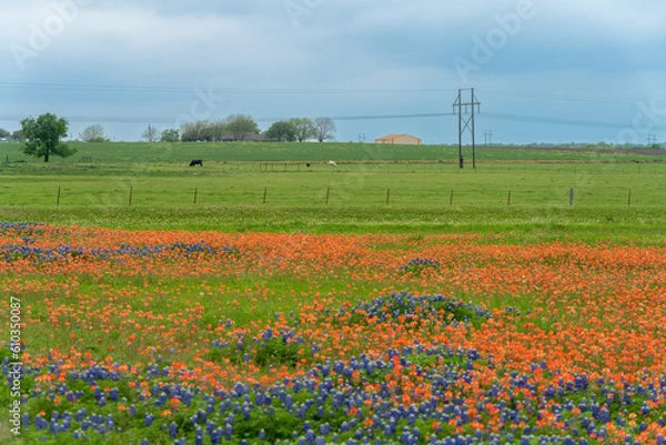 Obraz Countryside in Texas with powerline and blooming bluebonnet wildflowers with indian paintbrush